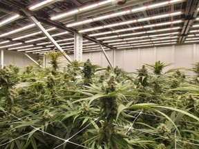 Harbor Farmz's state-of-the-art cannabis cultivation and processing facility utilizing Fluence's LED lighting technology.