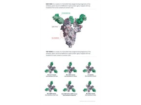 Top: Side view of a model of LY-COV1404 Fabs (target-binding fragments of the antibody, green) bound to SARS-CoV-2 spike protein (grey) mapped with key mutations from all six variants of concern (red). Bottom: Top views of a model of LY-CoV1404 Fabs (target-binding fragments of the antibody, green) bound to SARS-CoV-2 spike protein (grey) mapped with key mutations of each variant of concern (red).