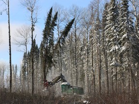Hearst’s boreal forest has been the lifeblood of this predominantly French-speaking community, located about 1,000 kilometres north of Toronto, for nearly a century.