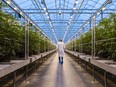 A worker walks past rows of cannabis plants growing in a greenhouse at the Hexo Corp. facility in Gatineau, Quebec. Hexo is acquiring Redecan, Canada's largest privately-owned licensed cannabis producer.