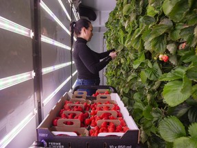 A worker harvests strawberries at the Ferme d'hiver vertical farm in Brossard, Quebec, Canada, on Wednesday, Jan. 6, 2021.