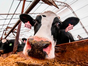 A dairy cow on a farm in Minnesota.
