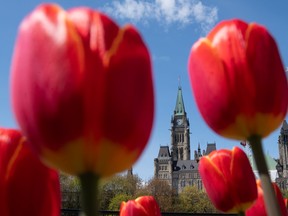 Tulips bloom in a park near Parliament Hill