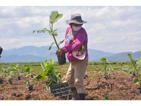 Replanting bananas in Honduras. Restoring fields and livelihoods destroyed by Hurricanes Eta and Iota in November 2020.
