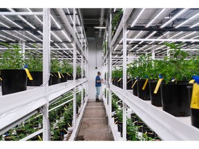 Fluence's LED lighting technology illuminates cannabis crops in Proper's cultivation facility. Photo courtesy of Proper Cannabis.
