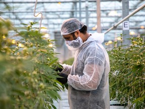 Canopy Growth Corp slashed operating expenses by 73 per cent.
