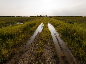 Standing water is seen in a field of canola south of Villeneuve in Sturgeon County, Alberta after weeks of wet weather in 2019. The fall of 2019 was known across the Prairies as the "harvest from hell."