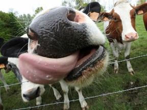 Cows in Belgium.
