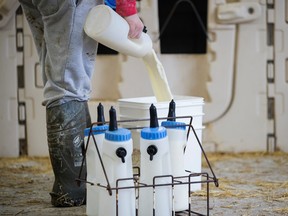 A dairy farmer pours out milk from a bottle in Ontario