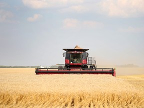A farmer harvests wheat in Manitoba.