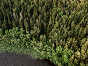 A section of forest in part of the Natura 2000 nature protection areas in Kirkkonummi, Finland, on Friday, July 16, 2021. The European Union is fleshing out the part of its climate plan to absorb more greenhouse gases from the atmosphere and promote biodiversity through the use of forests.