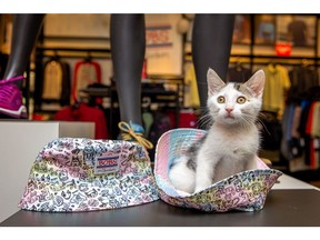 A MeoowzResQ kitten at a Skechers adoption event in California during National Foster a Pet Month. Through its partnerships with Petco Love and animal welfare organizations, Skechers has donated over $7 million, promoted pet adoptions and raised funds in stores – helping to save and support over 1.3 million shelter pets in the United States and Canada.