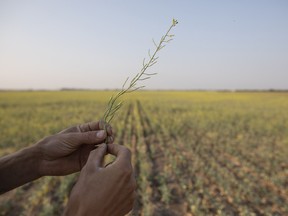 A farmer holds a canola plant that has been stricken by drought on a grain farm near Osler, Saskatchewan this past July. A prolonged lack of moisture and hot temperatures has caused significant damage to many crops, the Saskatchewan government said.