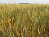 After a heat dome and another separate week of unseasonably warm weather, some crops are stunted and drying in the fields like this barley field south of Edmonton, on July 15.