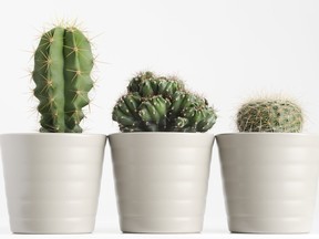 "Establishing boundaries professionally is a little like hugging a cactus. It’s hard to put your arms around it and when you do, it's going to be painful."