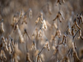 Soybeans on a farm in Ontario.