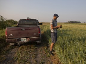 A farmer inspects barley that has been stricken by drought on a grain farm near Osler, Saskatchewan.