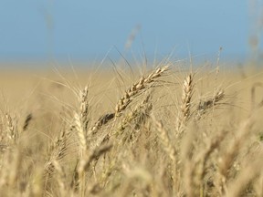 Wheat grows in a field before harvest near Brunkild, Manitoba.