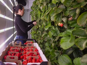 A worker harvests strawberries at the Ferme d'hiver vertical farm in Brossard, Quebec in January.