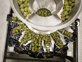 Dried cannabis flowers at a facility in Leamington, Ont.