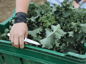 Small-scale farmers and large agri-food corporations are adopting regenerative agriculture, an approach to farming that reverses climate change by building up soil-bound organic matter.