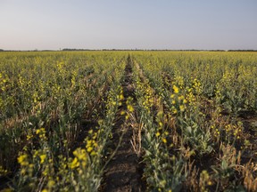 Stunted growth and wide lines between seeding on a drought stricken canola crop on a grain farm near Osler, Saskatchewan, in July.