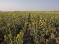 Stunted growth and wide lines between seeding on a drought stricken canola crop on a grain farm near Osler, Saskatchewan, in July.