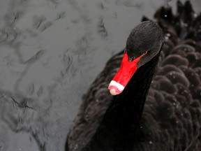 A rise in fallen angels could be a black swan event with major ramifications.