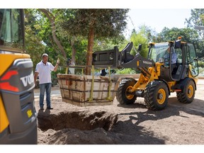 The Volvo L25 Electric compact wheel loader uses a fork attachment to plant a 16-foot-tall, 3,500-pound cork oak tree in the UCLA Mildred E. Mathias Botanical Garden during a press event Tuesday.
