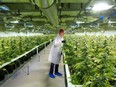 Aurora Cannabis Inc shares were up 6.2 per cent at $8.58.