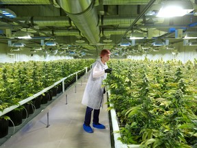 Aurora Cannabis Inc shares were up 6.2 per cent at $8.58.