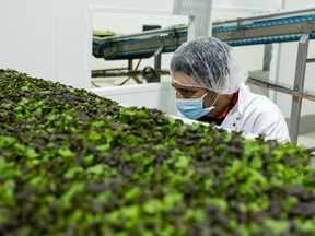 An agronomist works on a vertical farm in Ontario.