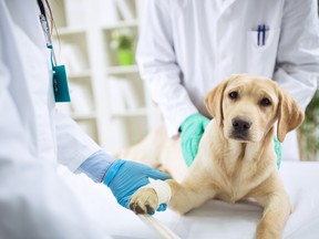 The increase in pet ownership goes hand in hand with an increase in demand for pet care, and the veterinary profession is reporting staff shortages across the country.