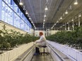 A worker tends to marijuana plants at the Aurora Sky facility in Edmonton.