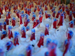 Increases in the cost of feed, such as corn and soybeans, have made it more expensive to produce turkeys.
