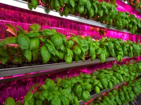 Basil grown using CubicFarms’ leading-edge hydroponic farming technology. SUPPLIED