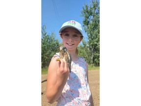 A local student helps Lafarge Canada with their annual kestrel banding project.