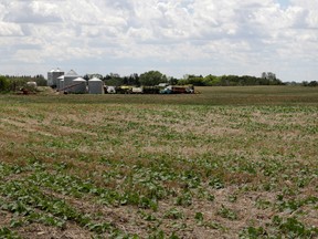 Canola crops affected by the drought near Pilot Butte, Saskatchewan, June 25, 2019.
