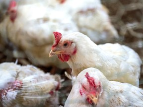 While the U.S. has imposed hefty fines on numerous companies in the last 20 years, the chicken trial is unusual because it's individuals facing the jury.