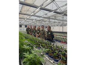 Cannabis grow facility in full bloom with Cornel van der Watt and his White Lion Holdings team.