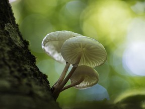 Magic mushrooms in a forest.