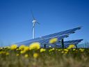 Une éolienne et des panneaux solaires dans un champ de fleurs jaunes. 