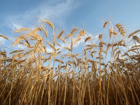Mature spring wheat awaits harvest on a farm near Beausejour, Manitoba, on Aug. 20, 2020.