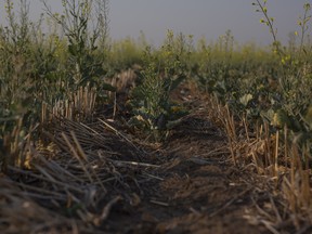 Stunted growth and wide lines between seeding on a drought stricken canola crop on a grain farm near Osler, Saskatchewan, on July 13, 2021.