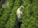 Staff work in a marijuana grow room at Canopy Growth's Tweed facility in Smiths Falls, Ont. on Aug. 23, 2018. 