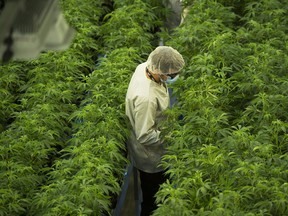 Staff work in a marijuana grow room at Canopy Growth's Tweed facility in Smiths Falls, Ont. on Aug. 23, 2018.