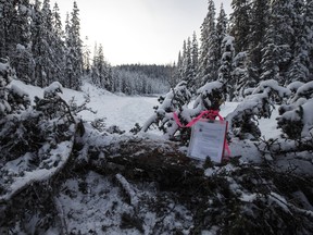 A notice to clear the road from RCMP sits in a tree that fell across the road, blocking access to Gidimt'en checkpoint near Houston, B.C., on Jan. 8, 2020.