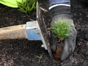 Trees are a vital weapon in fighting climate change.