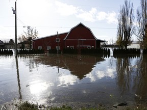 A flooded cattle farm in Abbotsford, British Columbia, November 16, 2021.