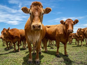 The implication is that somehow McDonald’s should be able to measure and control the emissions of farting cattle across its supply chain!